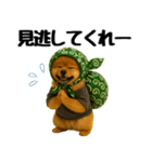 どろぼう顔のポメラニアン（個別スタンプ：4）