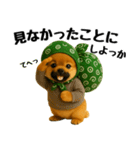 どろぼう顔のポメラニアン（個別スタンプ：5）