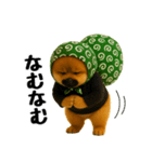 どろぼう顔のポメラニアン（個別スタンプ：10）