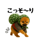 どろぼう顔のポメラニアン（個別スタンプ：13）