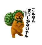 どろぼう顔のポメラニアン（個別スタンプ：18）
