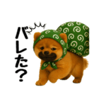 どろぼう顔のポメラニアン（個別スタンプ：26）