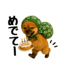 どろぼう顔のポメラニアン（個別スタンプ：27）