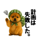 どろぼう顔のポメラニアン（個別スタンプ：28）