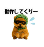 どろぼう顔のポメラニアン（個別スタンプ：31）