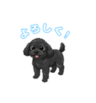 トイプードル（黒）の生活（個別スタンプ：1）