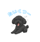 トイプードル（黒）の生活（個別スタンプ：6）
