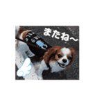 キャバリア 動クル ③（個別スタンプ：5）
