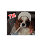 キャバリア 動クル ③（個別スタンプ：7）