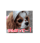 キャバリア 動クル ③（個別スタンプ：11）