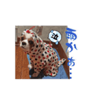キャバリア 動クル ③（個別スタンプ：12）