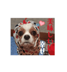 キャバリア 動クル ③（個別スタンプ：14）