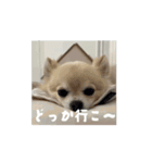 アエラスタンプAera（個別スタンプ：4）
