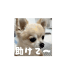 アエラスタンプAera（個別スタンプ：6）