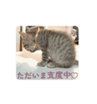 Baby Maples 2025（個別スタンプ：2）