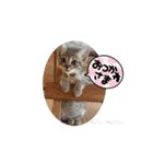 Baby Maples 2025（個別スタンプ：8）