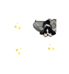 動くチワワとキャバリア（個別スタンプ：4）