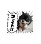 動くチワワとキャバリア（個別スタンプ：9）