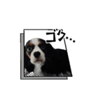 動くチワワとキャバリア（個別スタンプ：13）