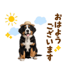 バーニーズの子犬♡毎日スタンプ（個別スタンプ：1）