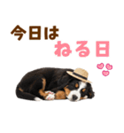 バーニーズの子犬♡毎日スタンプ（個別スタンプ：2）