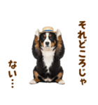 バーニーズの子犬♡毎日スタンプ（個別スタンプ：4）