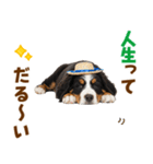 バーニーズの子犬♡毎日スタンプ（個別スタンプ：6）