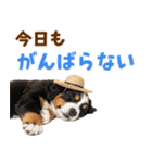 バーニーズの子犬♡毎日スタンプ（個別スタンプ：10）