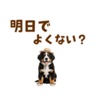 バーニーズの子犬♡毎日スタンプ（個別スタンプ：11）