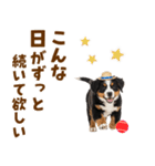 バーニーズの子犬♡毎日スタンプ（個別スタンプ：12）