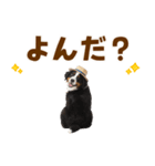 バーニーズの子犬♡毎日スタンプ（個別スタンプ：14）