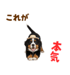 バーニーズの子犬♡毎日スタンプ（個別スタンプ：17）