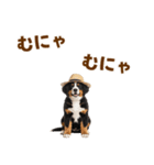 バーニーズの子犬♡毎日スタンプ（個別スタンプ：18）