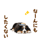バーニーズの子犬♡毎日スタンプ（個別スタンプ：21）