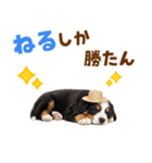 バーニーズの子犬♡毎日スタンプ（個別スタンプ：22）