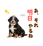 バーニーズの子犬♡毎日スタンプ（個別スタンプ：23）