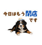 バーニーズの子犬♡毎日スタンプ（個別スタンプ：24）