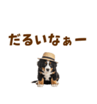 バーニーズの子犬♡毎日スタンプ（個別スタンプ：25）
