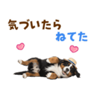 バーニーズの子犬♡毎日スタンプ（個別スタンプ：27）