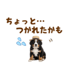 バーニーズの子犬♡毎日スタンプ（個別スタンプ：28）