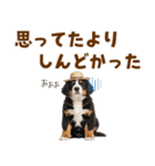 バーニーズの子犬♡毎日スタンプ（個別スタンプ：29）