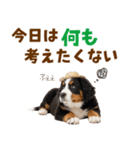 バーニーズの子犬♡毎日スタンプ（個別スタンプ：30）