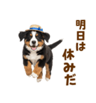バーニーズの子犬♡毎日スタンプ（個別スタンプ：31）