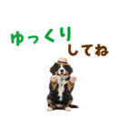 バーニーズの子犬♡毎日スタンプ（個別スタンプ：33）