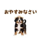 バーニーズの子犬♡毎日スタンプ（個別スタンプ：34）