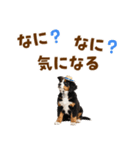 バーニーズの子犬♡毎日スタンプ（個別スタンプ：35）