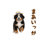 バーニーズの子犬♡毎日スタンプ（個別スタンプ：36）