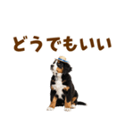 バーニーズの子犬♡毎日スタンプ（個別スタンプ：37）
