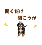 バーニーズの子犬♡毎日スタンプ（個別スタンプ：38）