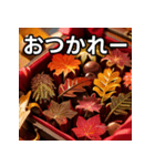 秋の紅葉チョコレート（個別スタンプ：35）